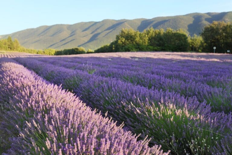 Rent Vermillion Birch House Aix-en-Provence