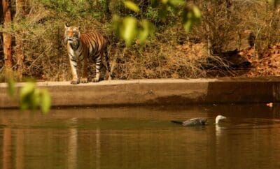 Baghvan Jungle Lodge Pench Park India