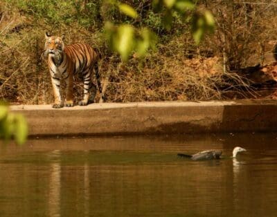 Baghvan Jungle Lodge Pench Park India