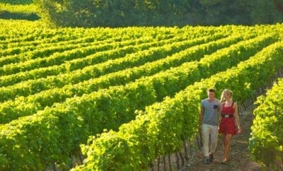 Top Ten Vineyards to Visit in Burgundy