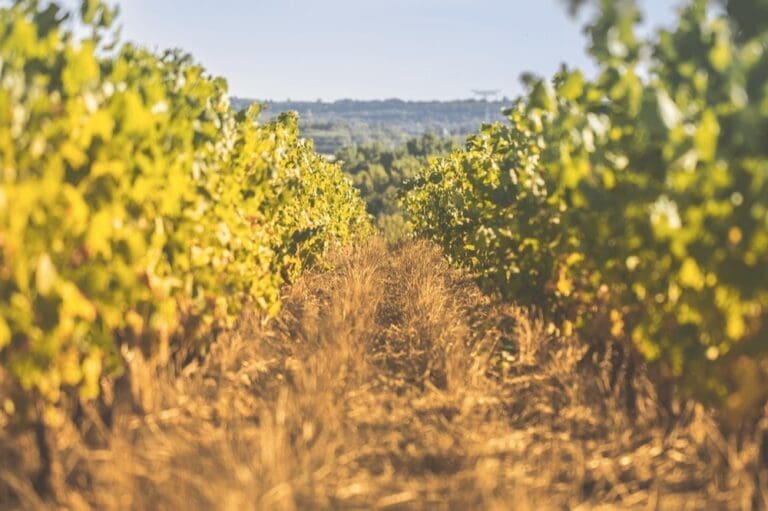 Best Ten Vineyards To Visit In The Loire Valley