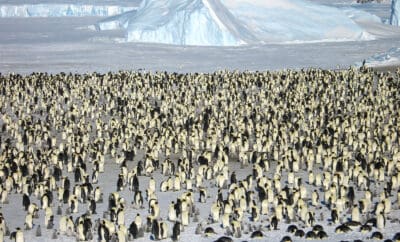 Emperor Penguins South Pole Antarctica Adventure