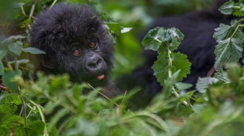 Experience Mountain Gorillas In Their Natural Habitat Safari