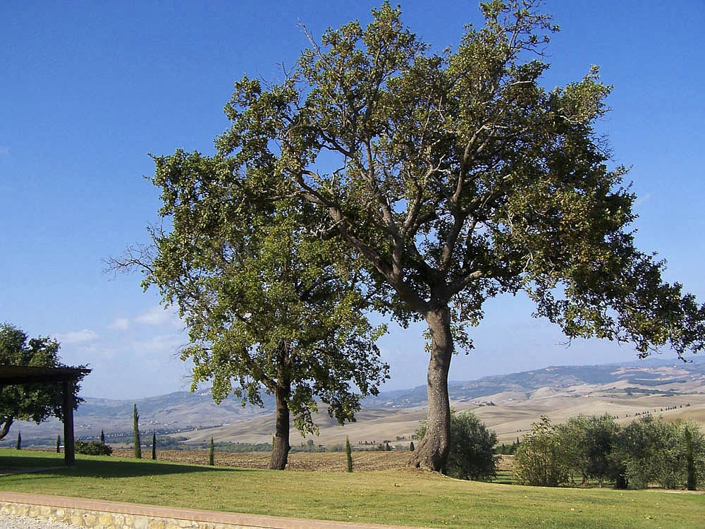 La Corte Saracini Italy