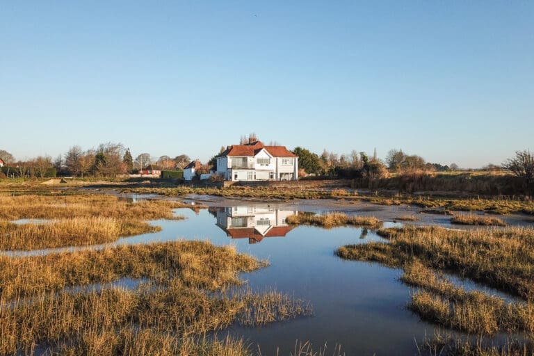 Snow Goose United Kingdom