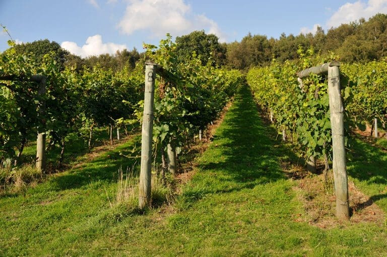 Bentley Flying Spur V8 S Bolney Estate English Wine Tour