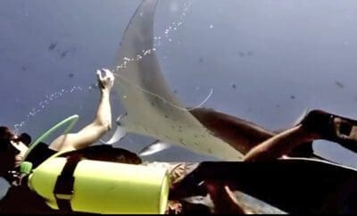 Diver Rescues Manta Ray In The Maldives