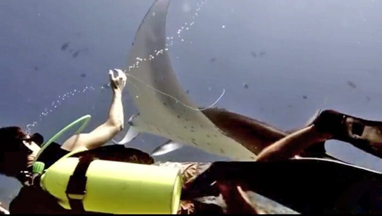 Diver Rescues Manta Ray In The Maldives