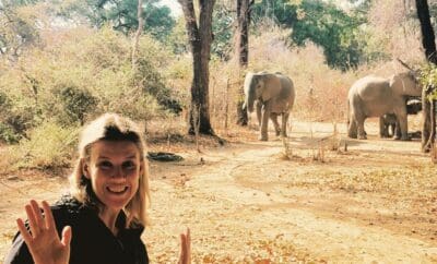 Elephants At The Office-Luxury Safaris