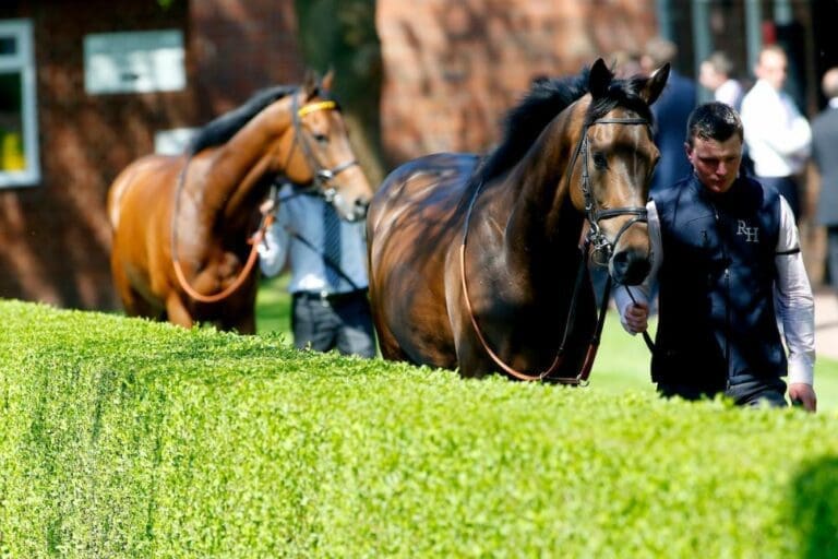 Fancy A Racehorse For Christmas?