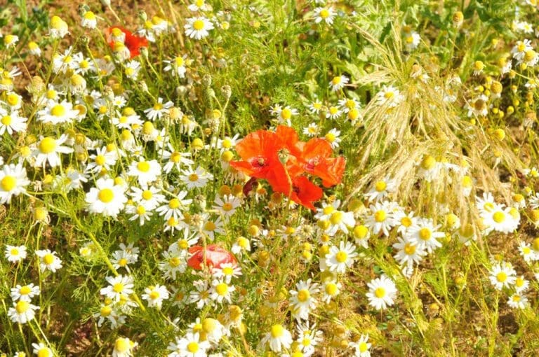 Guildford-What’s in a name?