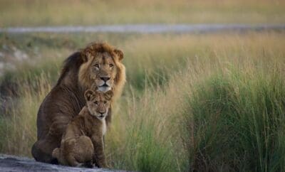 Lady Liuwa The Lion In Liuwa Plain National Park Zambia