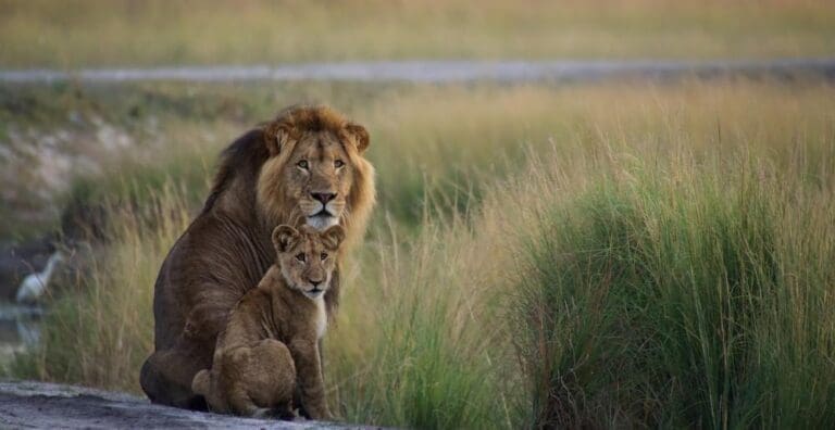 Lady Liuwa The Lion In Liuwa Plain National Park Zambia