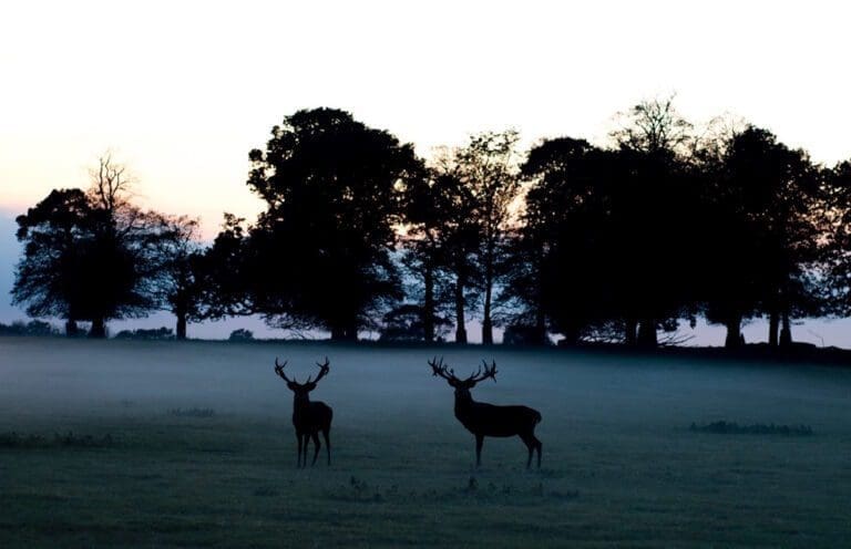 The Gunton Arms Norfolk Review