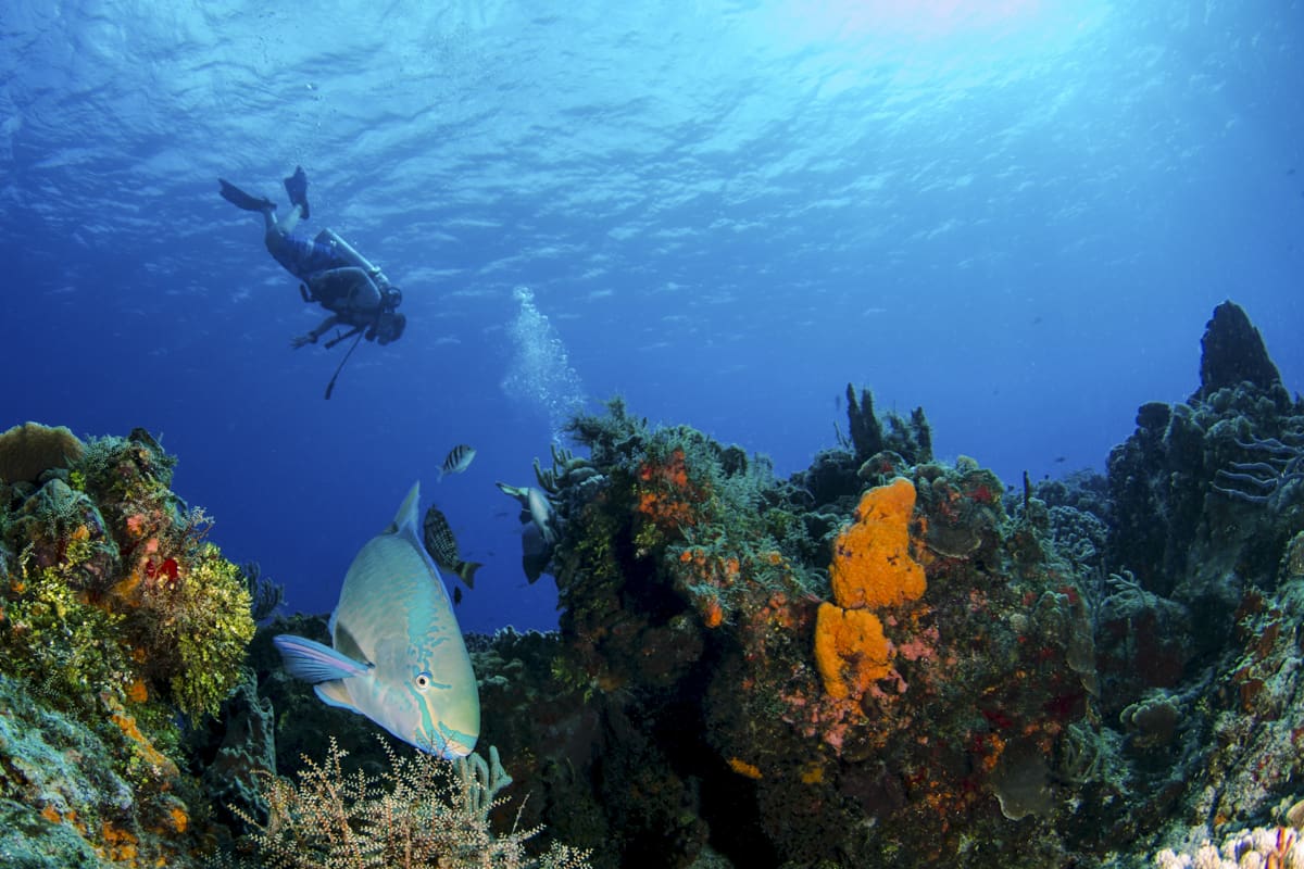 Rent Quillside Cottage Bonaire, Sint Eustatius and Saba