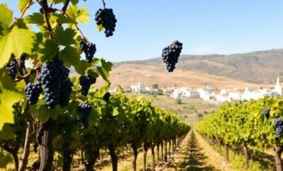 Où découvrir les traditions et la campagne pittoresque de Jerez