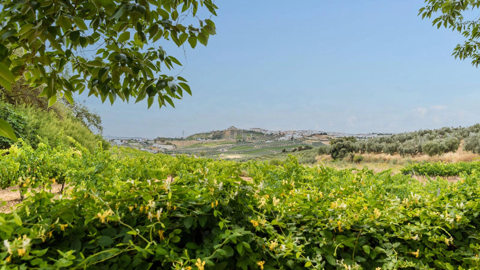 Casa Mezquita Cordova: Spacious 7-Bedroom Apartment with Pool, Cordova