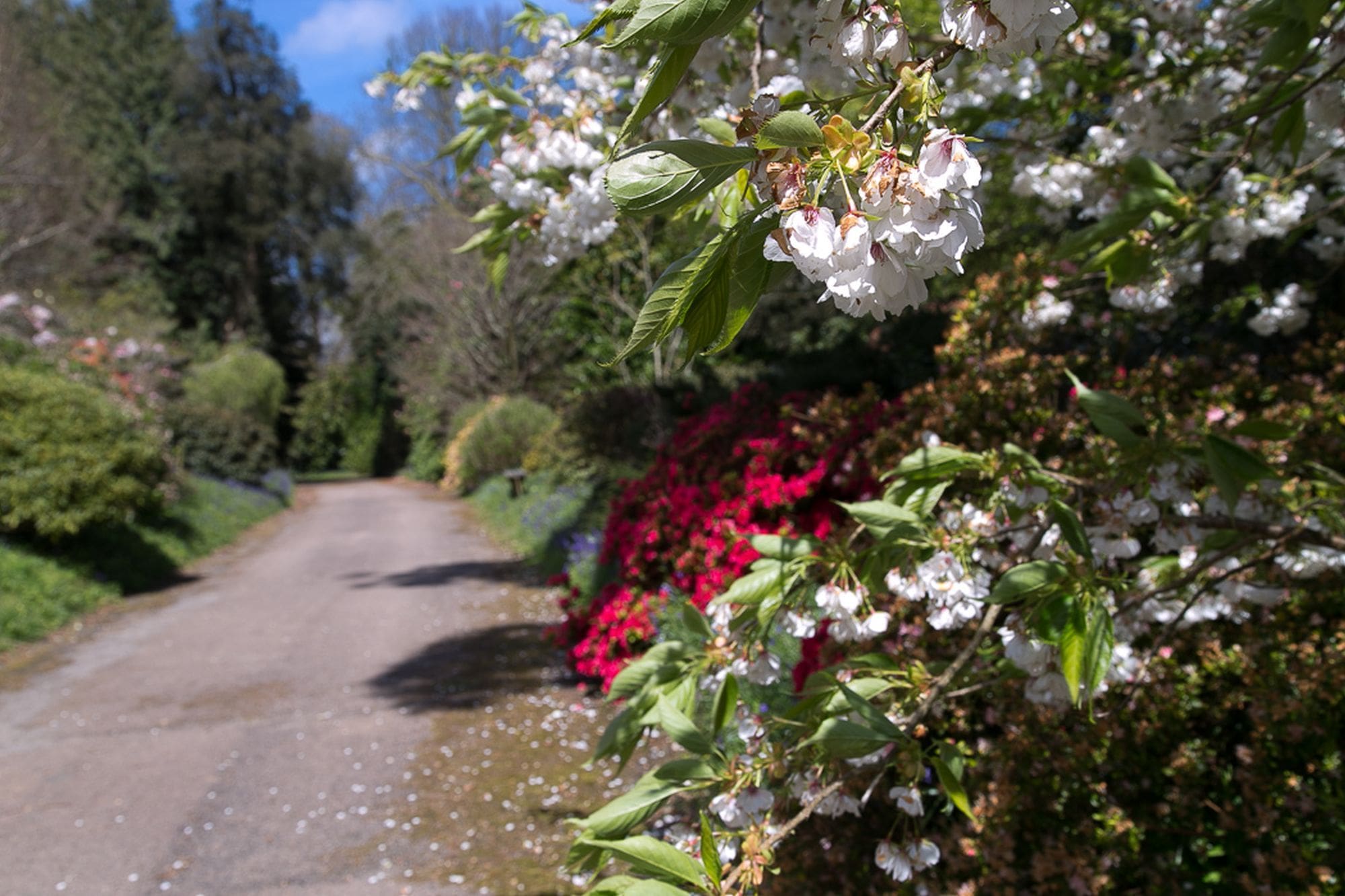 Manor Helford Falmouth: 7-Bedroom Manor House with Seaview and Tennis Court, Falmouth