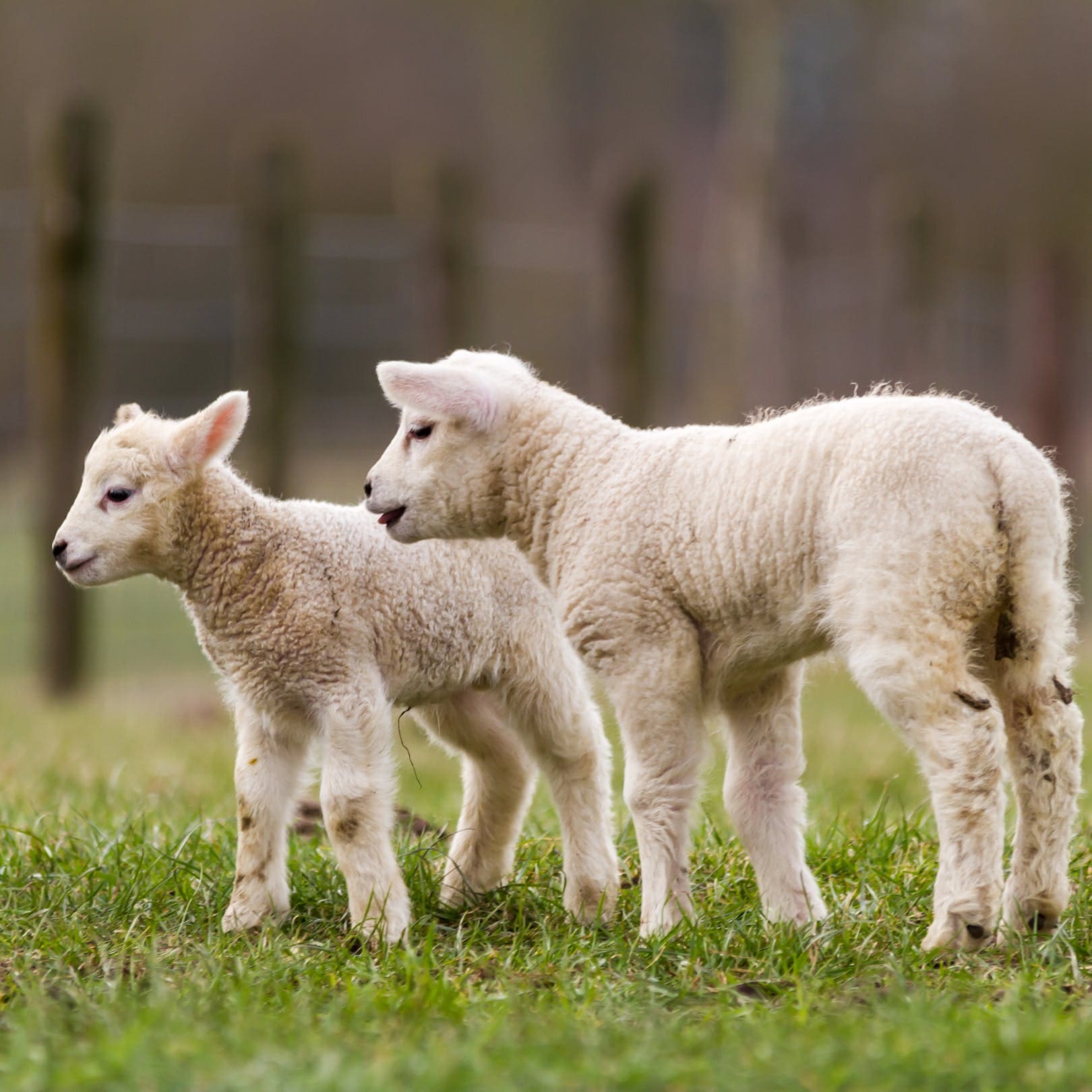 Manor Torrs Ilfracombe Ilfracombe: Charming 3-Bedroom Cottage with Hot Tub and Sea Views, Ilfracombe